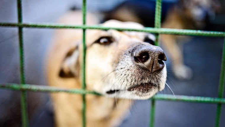 Dog in cage.