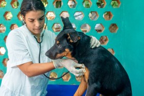 Latin American woman working as a veterinary