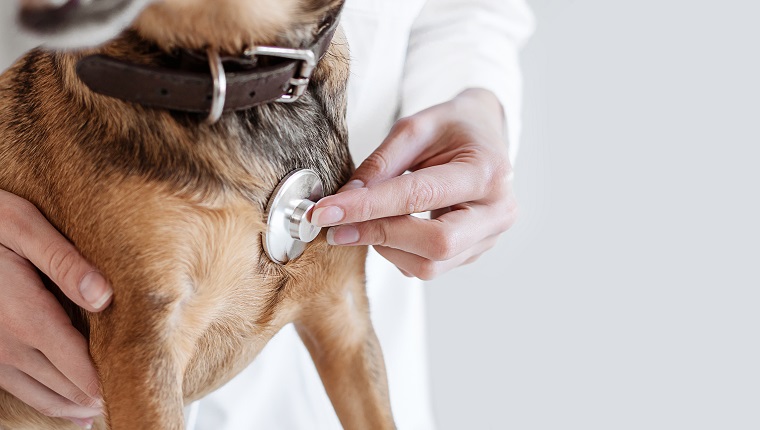 Doctor Hearing a Dog Heart Beat Rhythm