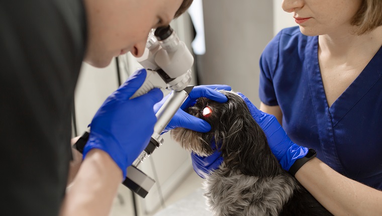 A veterinary ophthalmologist makes a medical procedure, examines the eyes of a dog with an injured eye and an assisent helps her to hold her head."r"nA veterinarian makes biomicroscopy using a slit lamp.