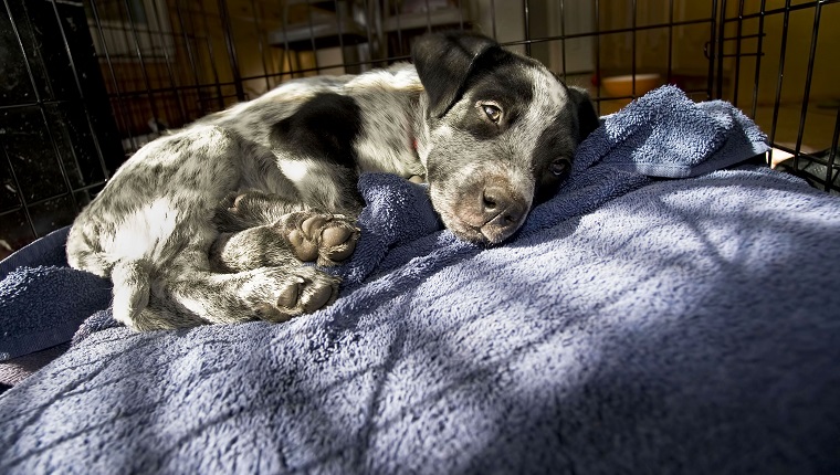 Blue Heeler puppy 11 weeks old resting.