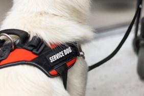 Service dog giving assistance to disabled person on wheelchair.