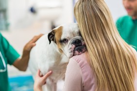 Female Veterinarian Examining Bulldog.