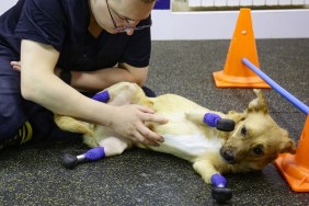 Veterinarian Sergei Gorshkov pets Monika, an amputee dog with four artificial limbs, at a vet clinic in Novosibirsk on November 19, 2021. - Rescued by volunteers, a Russian dog called Monika is ready to start a new life after her four paws were fitted with titanium prosthetics in a complex and expensive surgery backed by a crowd-funding campaign. (Photo by Rostislav NETISOV / AFP)