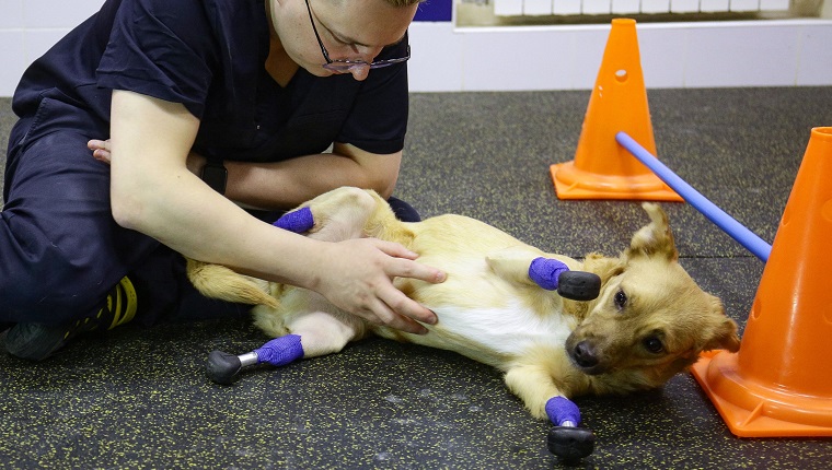 Veterinarian Sergei Gorshkov pets Monika, an amputee dog with four artificial limbs, at a vet clinic in Novosibirsk on November 19, 2021. - Rescued by volunteers, a Russian dog called Monika is ready to start a new life after her four paws were fitted with titanium prosthetics in a complex and expensive surgery backed by a crowd-funding campaign. (Photo by Rostislav NETISOV / AFP)