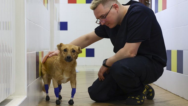 NOVOSIBIRSK, RUSSIA NOVEMBER 19, 2021: Veterinarian Sergei Gorshkov pets an amputee dog named Monika after a surgery to install four prosthetic paws at the Best vet clinic. Animal rights activists found the homeless amputee dog in December 2020 in southern Russia and brought it to Novosibirsk. Kirill Kukhmar/TASS 