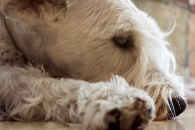 Close up of White Schnauzer asleep.