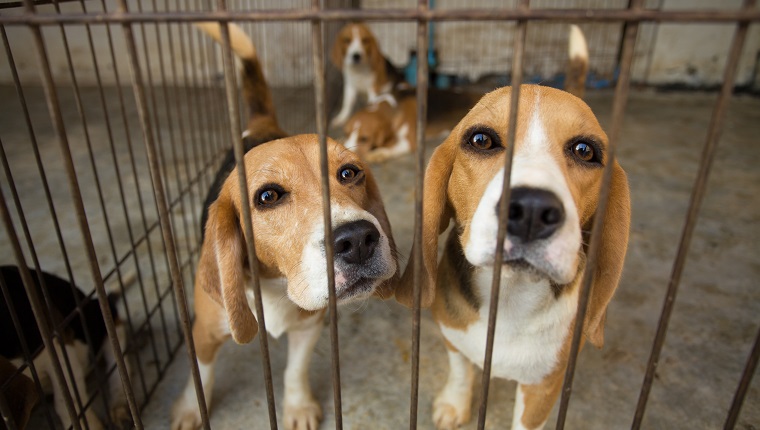 Sad Beagle Dog in cage