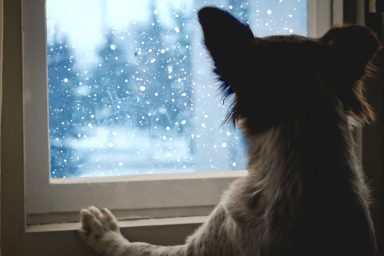 dog looking out window at snow