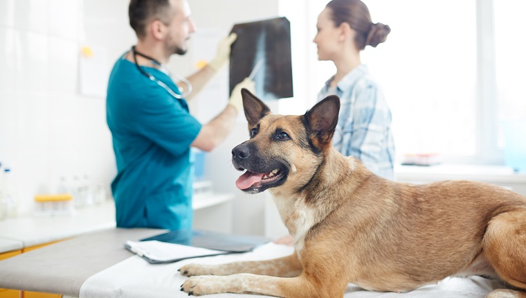 Ill german shephers lying on medical table while vet commenting its x-ray image to owner