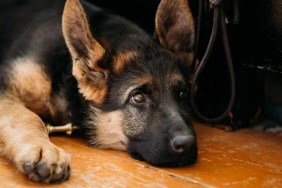 Close Up Head Young German shepherd Puppy Dog Sitting On Wooden Floor