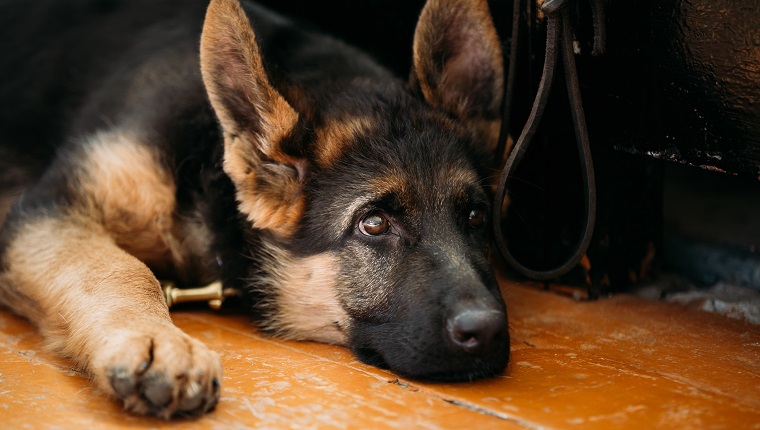 Close Up Head Young German shepherd Puppy Dog Sitting On Wooden Floor