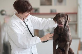 Female veterinarian examining dog in clinic
