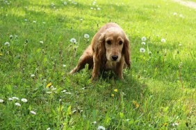 Cocker spaniel is peeing.