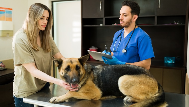 Sad woman petting a german shepherd lying on the examination table at the veterinarian's office. Hispanic vet explaining the sickness and symptoms of on old dog to her owner at the vet clinic