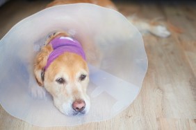 Golden retriever with a bandage and cone on after an operation on his ear.
