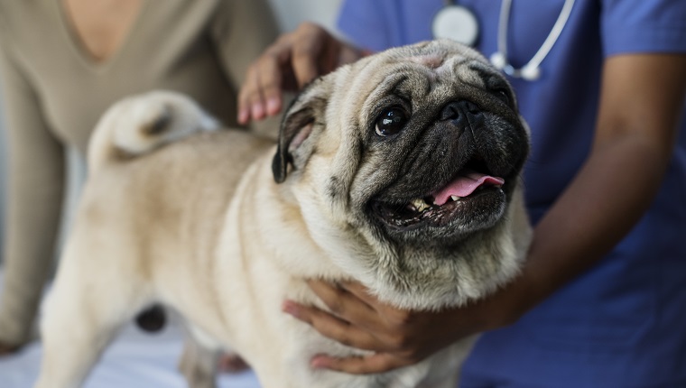 Pet pug in a veterinary clinic