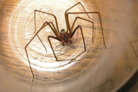 Loxosceles recluse spider capture in a plastic cup