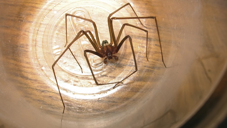 Loxosceles recluse spider capture in a plastic cup