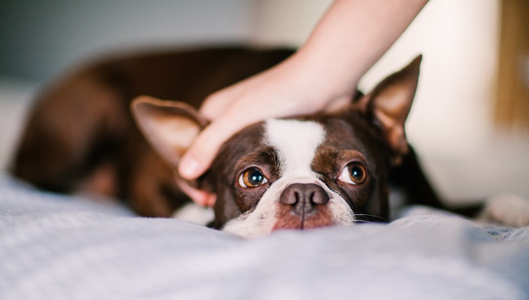 Pet dog being stroked on bed