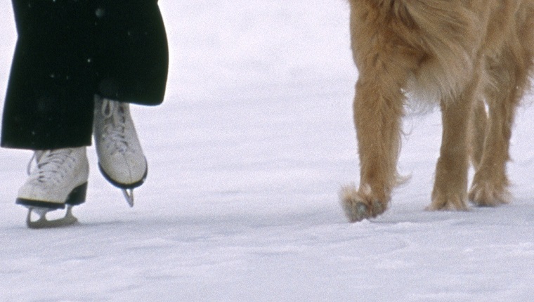 Woman ice-skates during a snowstorm with her golden retriever dog, winter