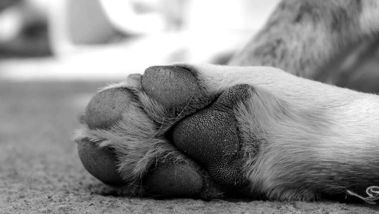 Close-Up Of Dog Paw
