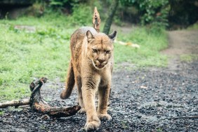 The cougar (Puma concolor), also known as the puma, mountain lion, panther, or catamount.
