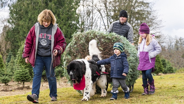 Family walking alongside Newfoundland dog pulling their Christmas tree for decorating.