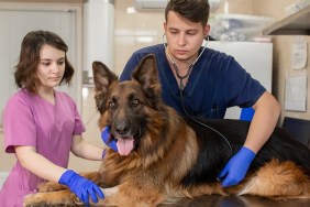 Professional veterinary doctor with an assistant examining a large adult dog breed German Shepherd. Young doctors veterinarians man and woman work in a veterinary clinic."r"nThe intern helps the doctor on examination.