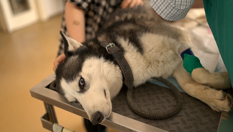 A beautiful Huski breed, prepared for a simple abdominal surgery and a left foot treatment.