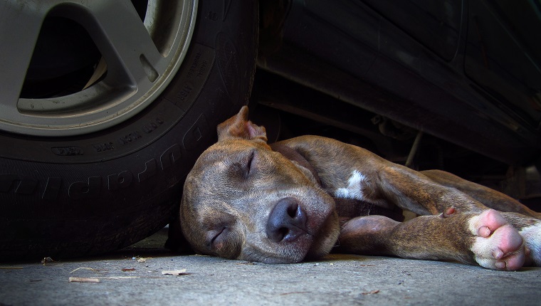Dog Sleeping By Car