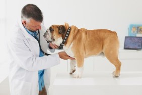 Caucasian veterinarian listening to chest of dog