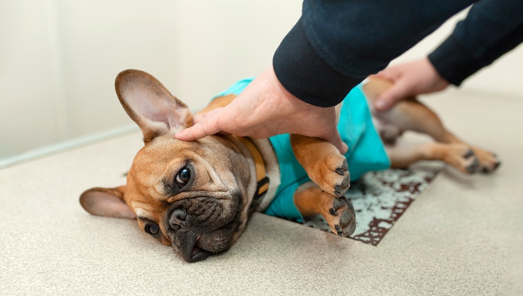 Dog do X-rays on the veterinary x-ray machine. Frightened puppy of breed French bulldog on the inspection procedure. The owner holds the puppy while the vet doctor takes an x-ray.