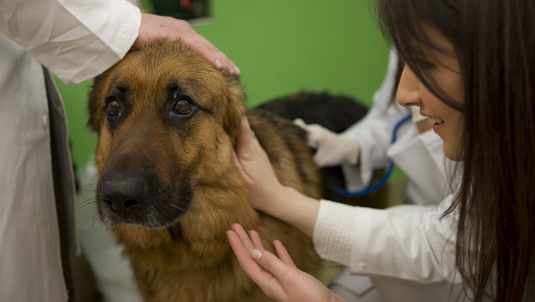 "Vet examining german shepherd, Canon 1Ds mark III"