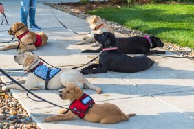 free service dogs