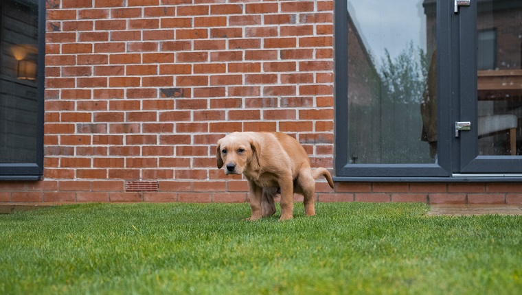 A low angle shot of a Fox Red Labrador puppy pooping in his garden.