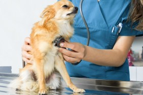 Dog being examined by unrecognizable vet at animal hospital