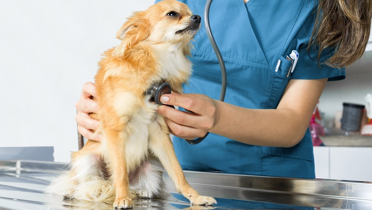 Dog being examined by unrecognizable vet at animal hospital