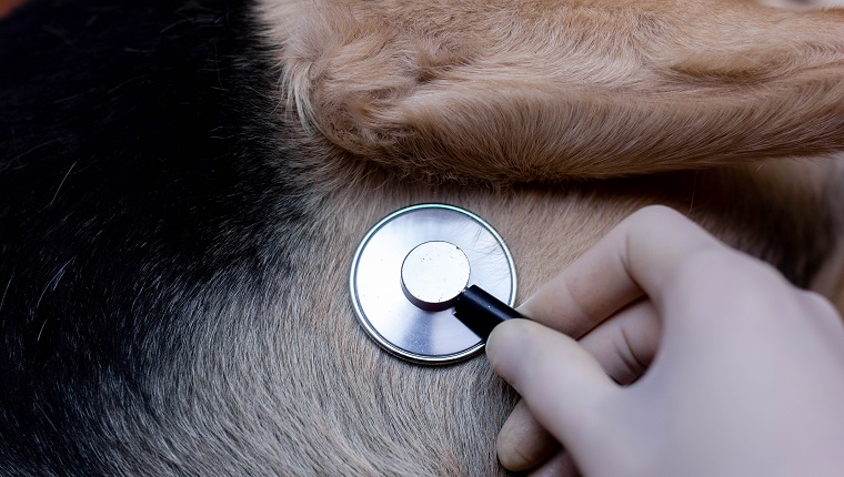 veterinary concept, stethoscope in the heart of a dog.