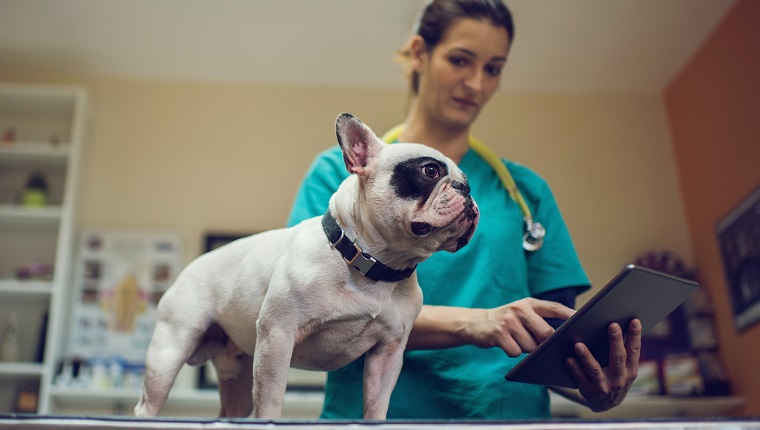 Low angle view of a female veterinarian using digital tablet during medical examination of a dog.