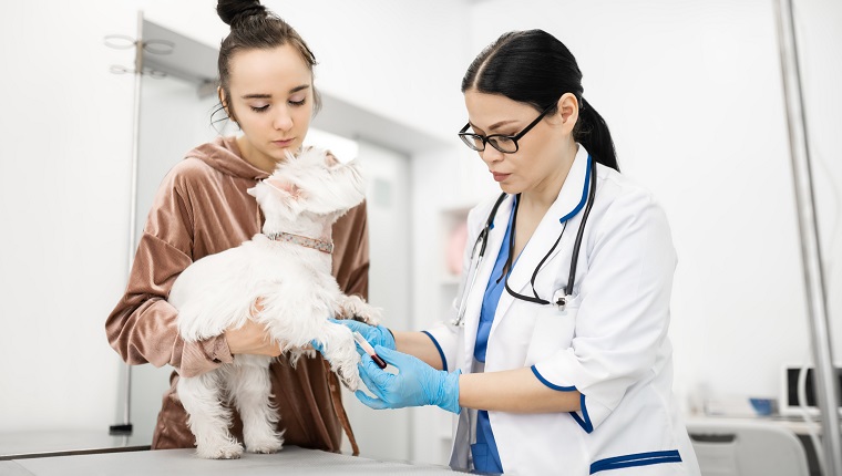 Taking blood sample. Vet taking blood sample of white dog standing near young appealing owner