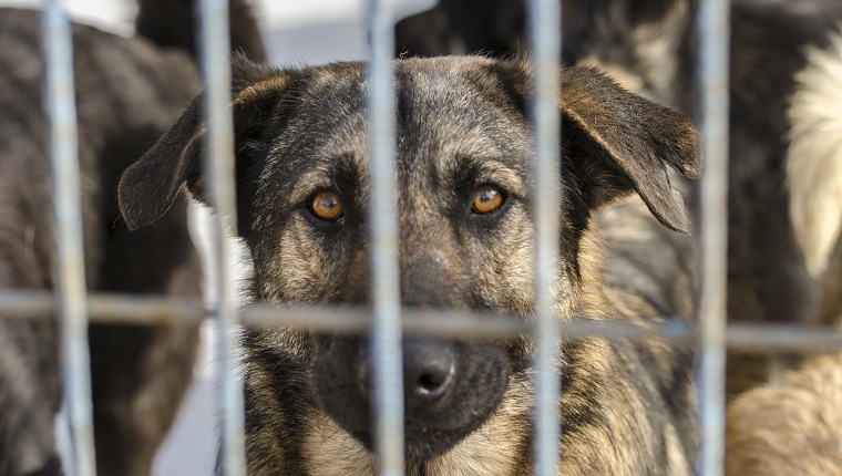 dog eagerly awaits adoption from the animal shelter