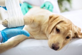 Sad labrador with broken leg at vet surgery