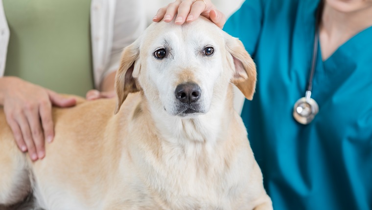 This is a closeup of a beautiful yellow lab as she sits on an exam table at the vet and is held and stroked by an unrecognizable owner and veterinary nurse to put her at ease before her examination.