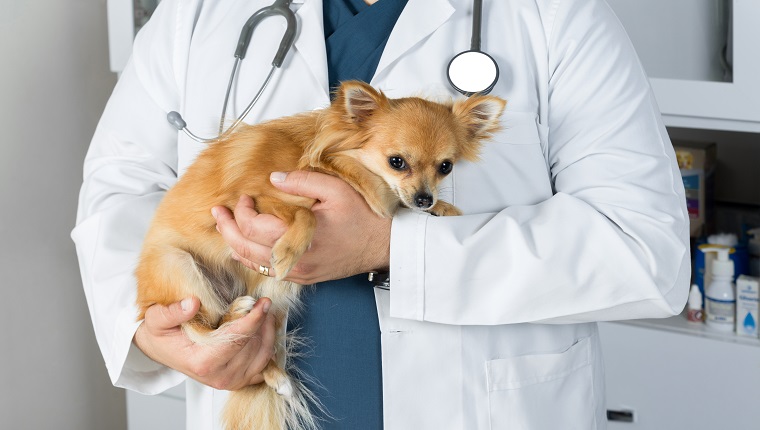 Veterinarian stroking pritty dog