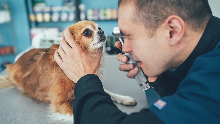 Male Vet examining chihuahua - dog