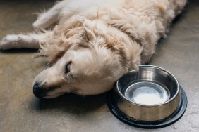 adorable golden retriever dog lying metal bowl on floor at home