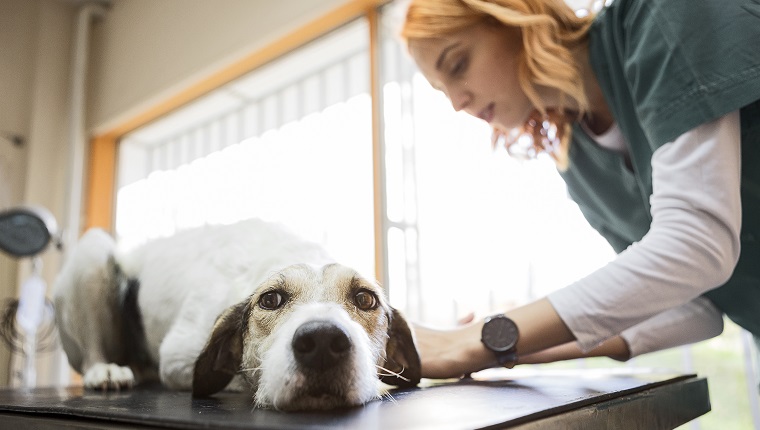 Veterinarian checking dog