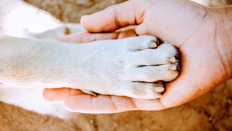 Dog paw and human hand.