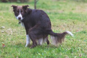 Domestic dog pooping on lawn.